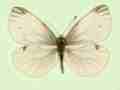 Pieris napi female (aberrant form immaculata) (Internet Image property of respective owner, non-commercial use only)